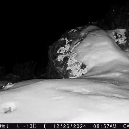 A photograph of Otocolobus manul manul from Zhilandy camera trap