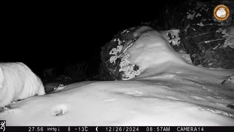 A photograph of Otocolobus manul manul from Zhilandy camera trap