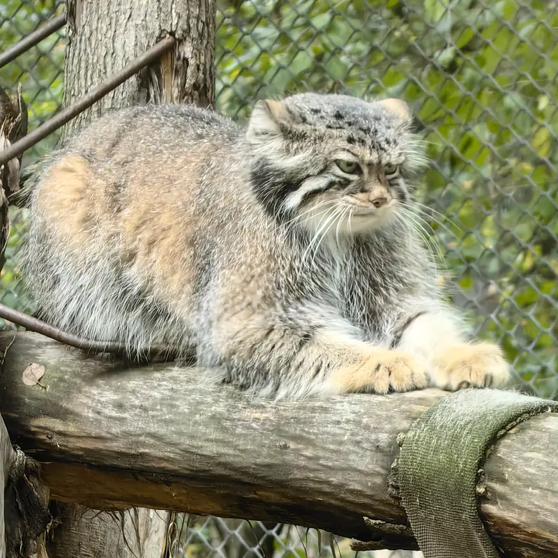 A photograph of Eve in Novosibirsk Zoo