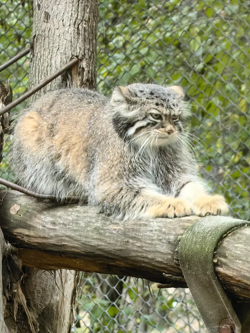 A photograph of Eve in Novosibirsk Zoo