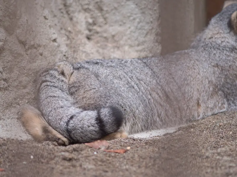 A photograph of Figa in Nogeyama Zoo