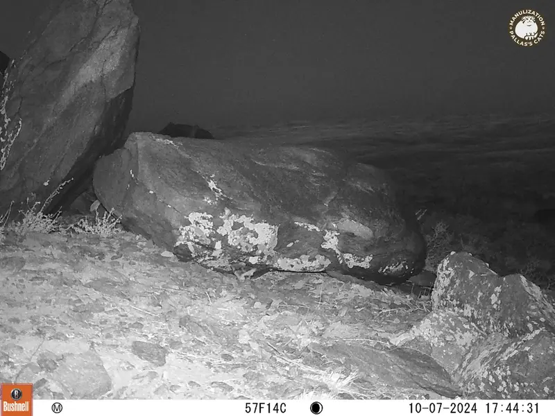 A photograph of a Pallas&#039;s cat from Koshkar camera trap