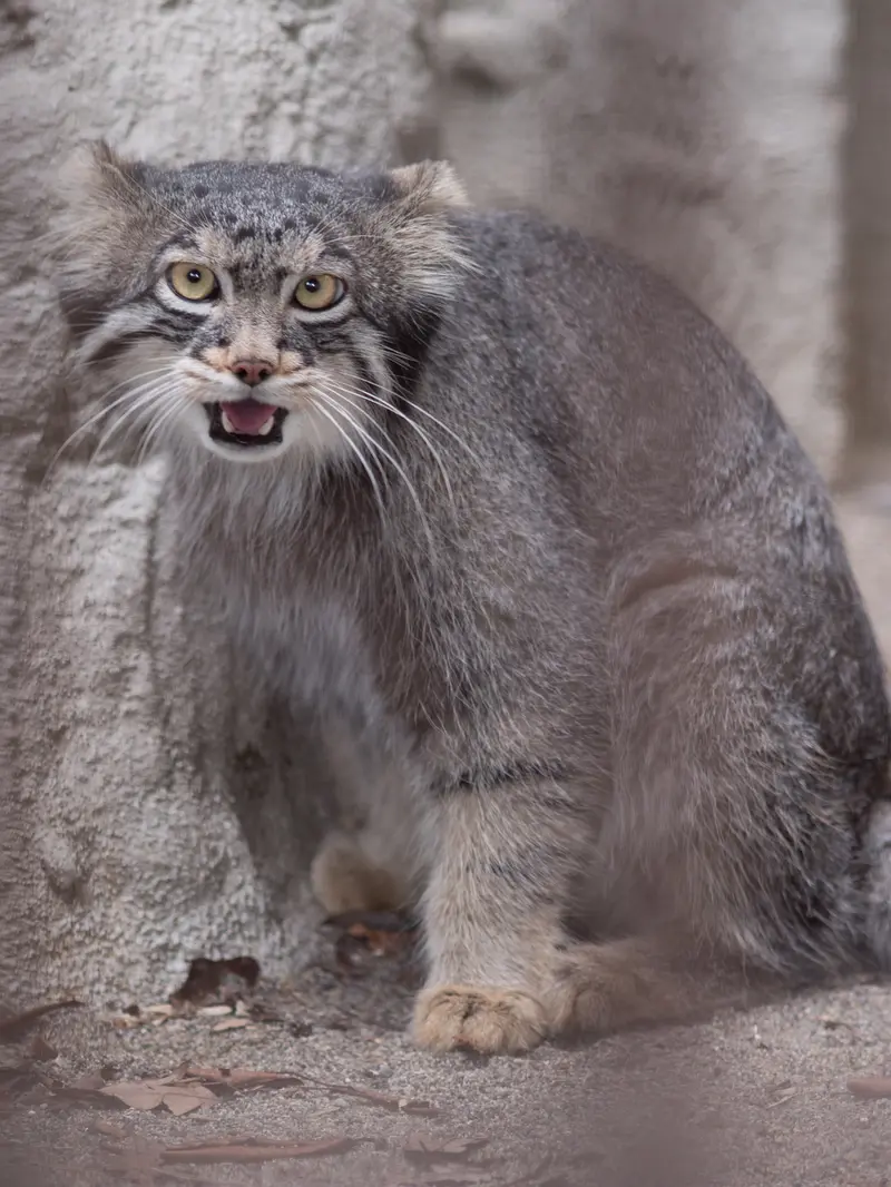 A photograph of Figa in Nogeyama Zoo