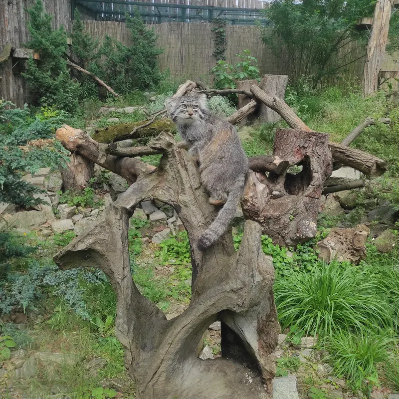 A photograph of Zarina in Wrocław Zoo
