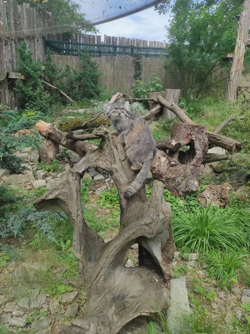 A photograph of Zarina in Wrocław Zoo