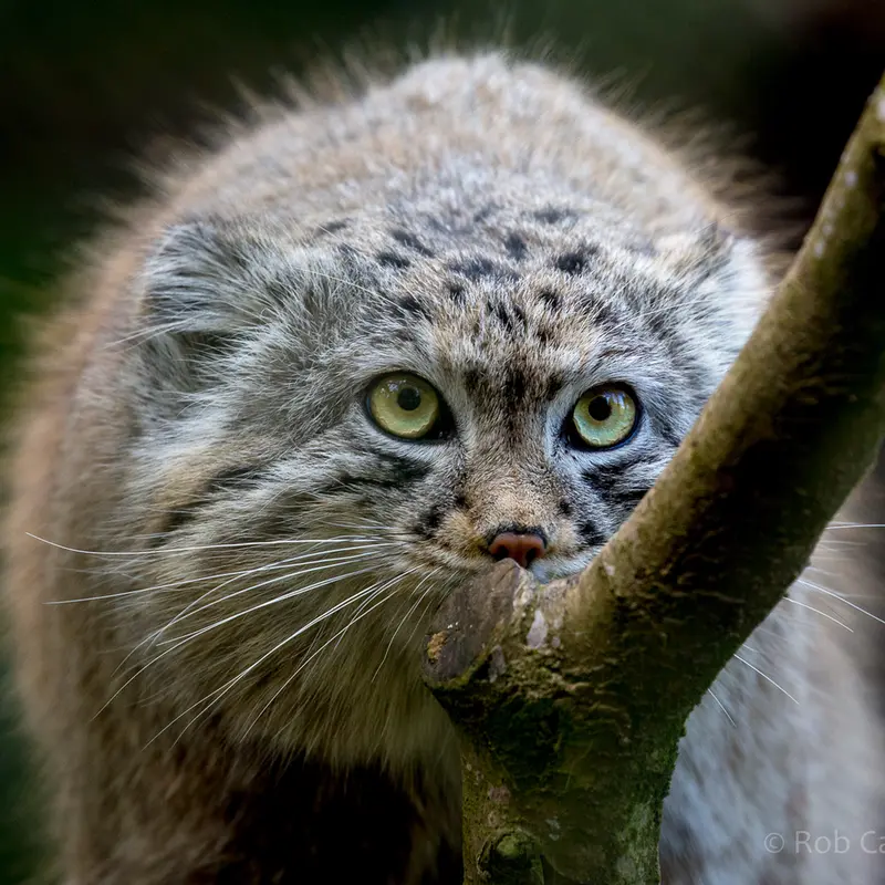 A photograph of Tull in Cotswold Wildlife Park and Gardens