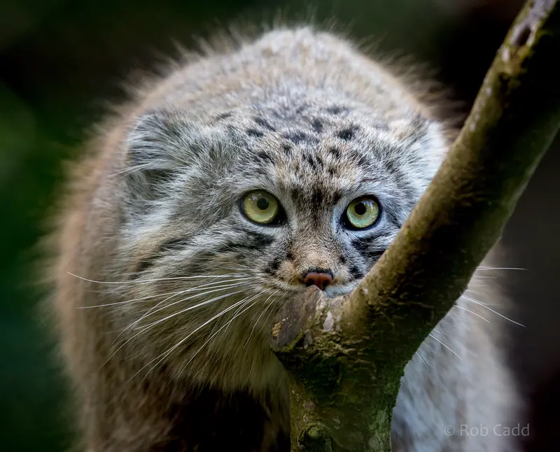 A photograph of Tull in Cotswold Wildlife Park and Gardens