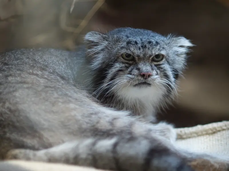 A photograph of Klyon in Ueno Zoological Gardens