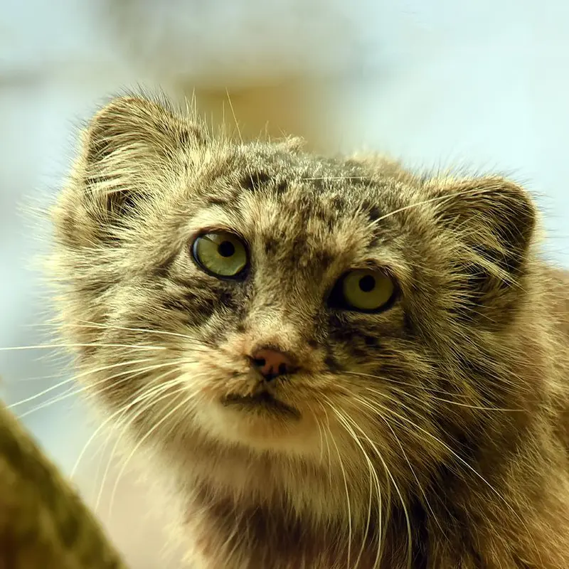Rohtang the Pallas's cat from Lumigny Safari Reserve