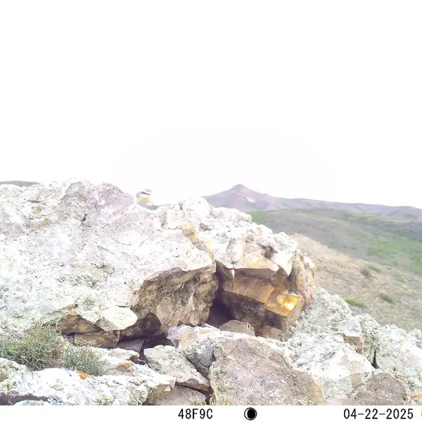 A photograph of Pika from Besshoky 1 camera trap