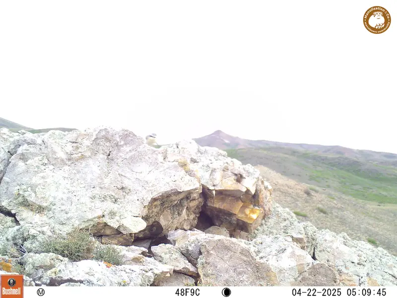 A photograph of Pika from Besshoky 1 camera trap