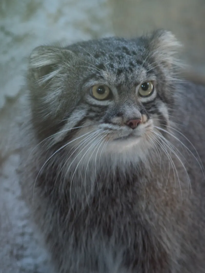 A photograph of Figa in Nogeyama Zoo