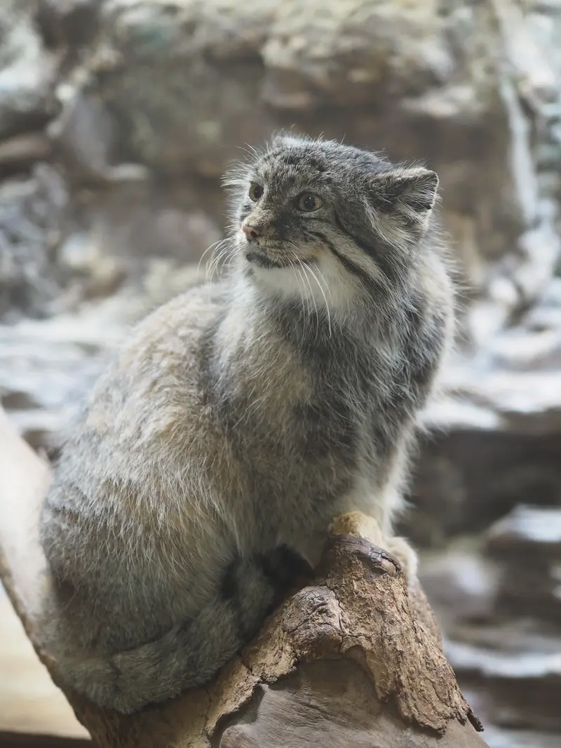 A photograph of Yus in Ueno Zoological Gardens