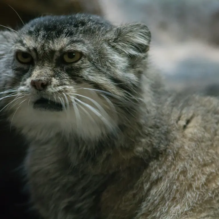 A photograph of Primula in Ueno Zoological Gardens