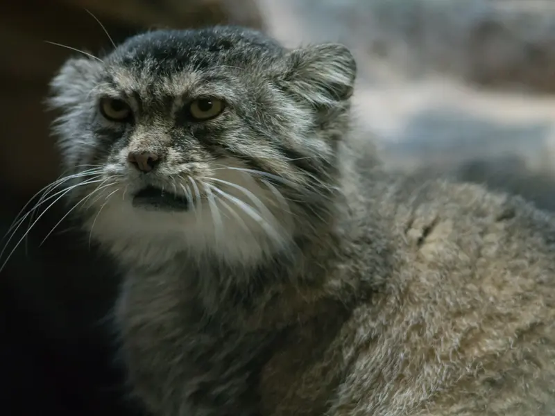 A photograph of Primula in Ueno Zoological Gardens