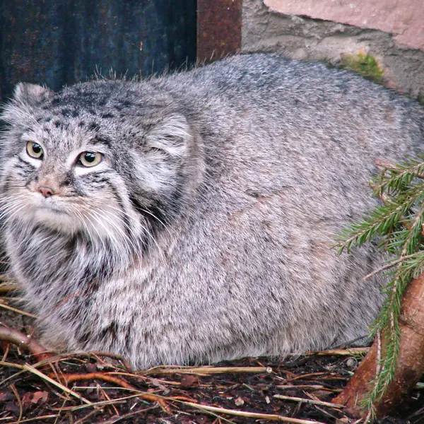 A photograph of Pallas's cat b. 2006 in Riga Zoo