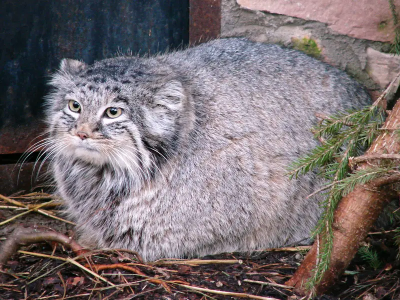 A photograph of Pallas's cat b. 2006 in Riga Zoo