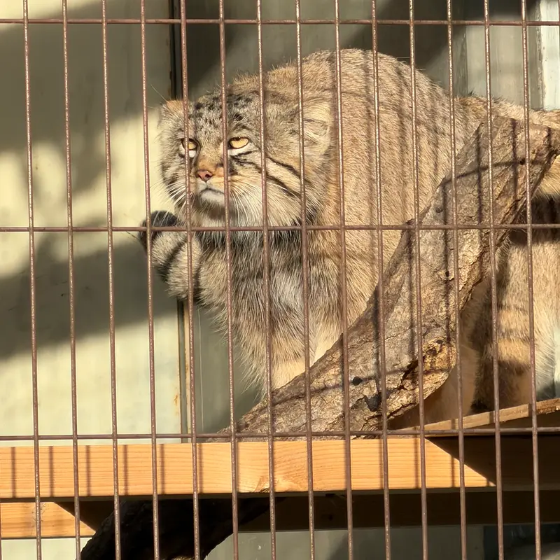 A photograph of a Pallas's cat in Higashiyama Zoo and Botanical Gardens