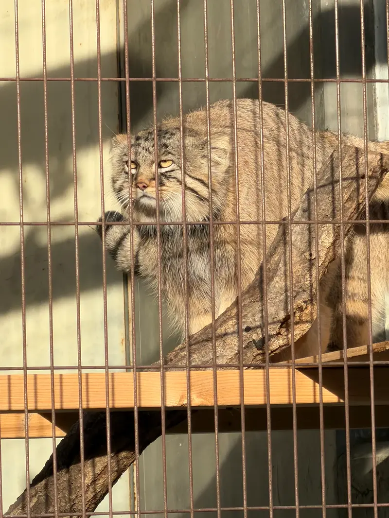 A photograph of a Pallas's cat in Higashiyama Zoo and Botanical Gardens