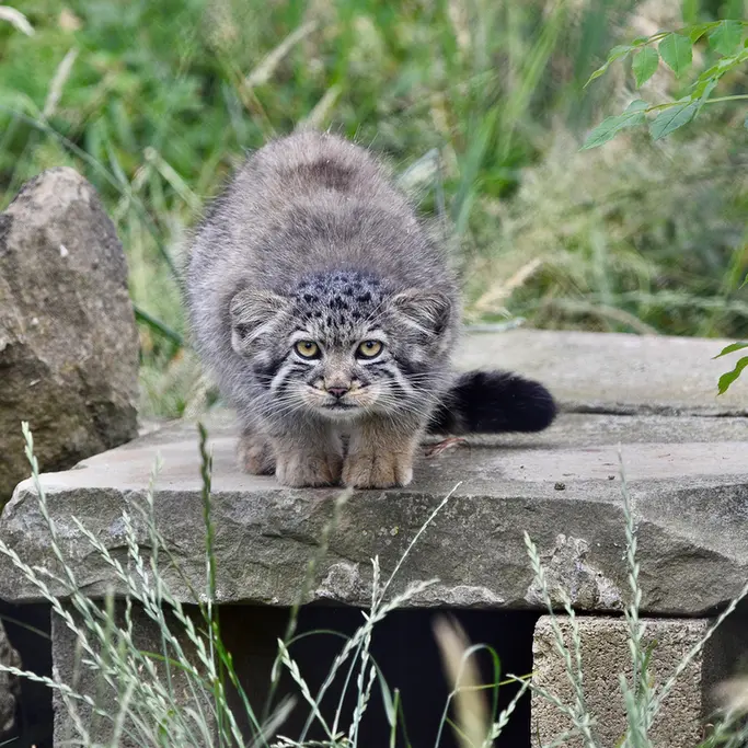 A photograph of a Pallas's cat in Port Lympne Wild Animal Park