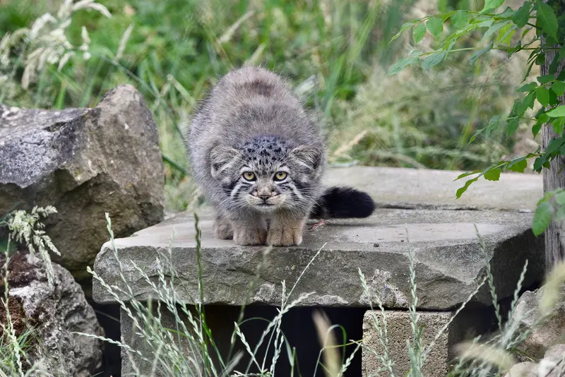 A photograph of a Pallas's cat in Port Lympne Wild Animal Park