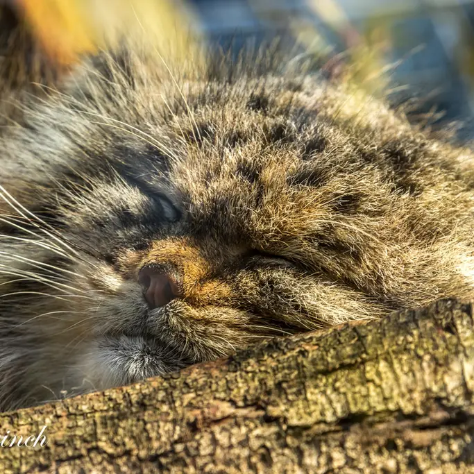 A photograph of Buck in Banham Zoo