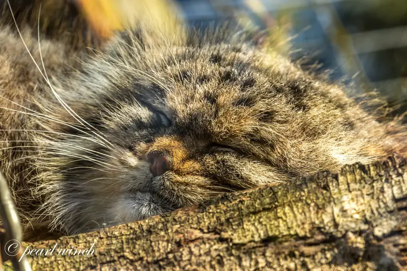 A photograph of Buck in Banham Zoo