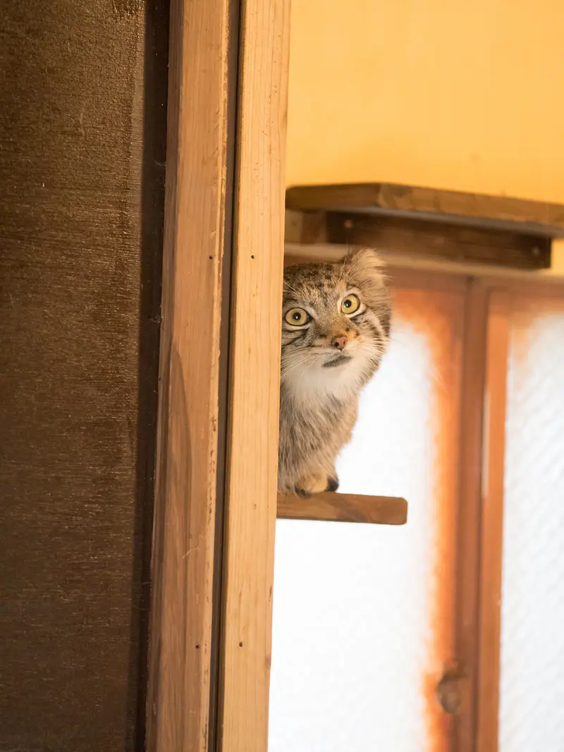 A photograph of Oto in Saitama Children's Zoo