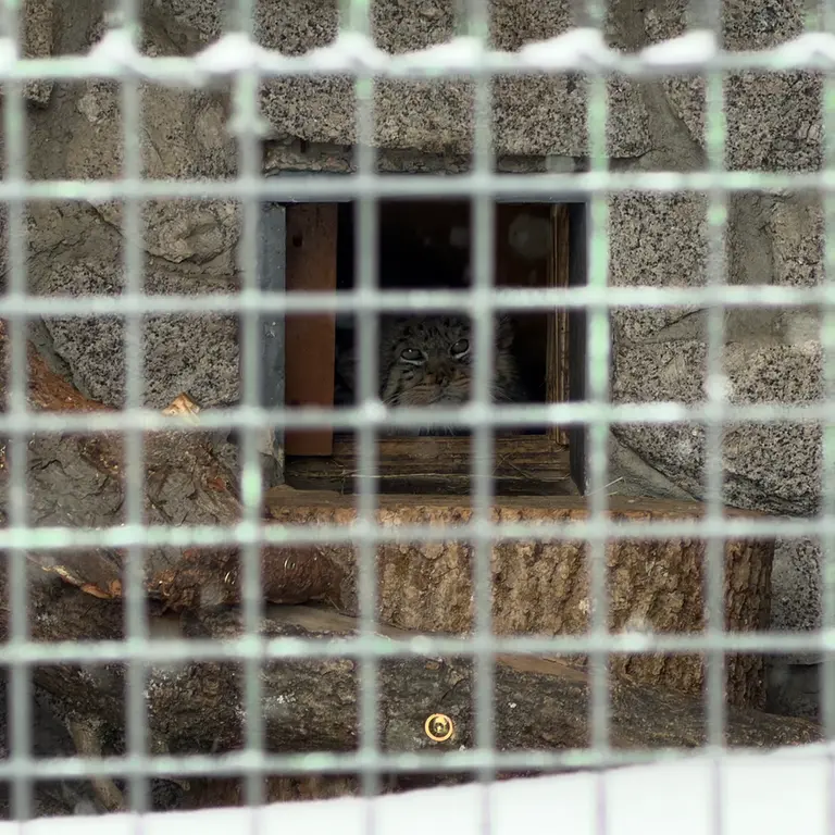 A photograph of Sven in Leningrad zoo