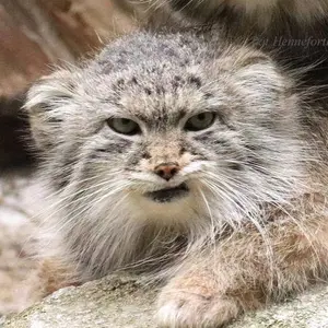 Manda the Pallas's cat from Columbus Zoo and Aquarium