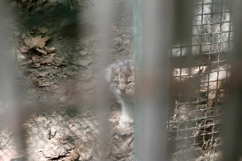 A photograph of Kitten of Lucy b. 2026 Ⅰ in Budapest Zoo & Botanical Garden