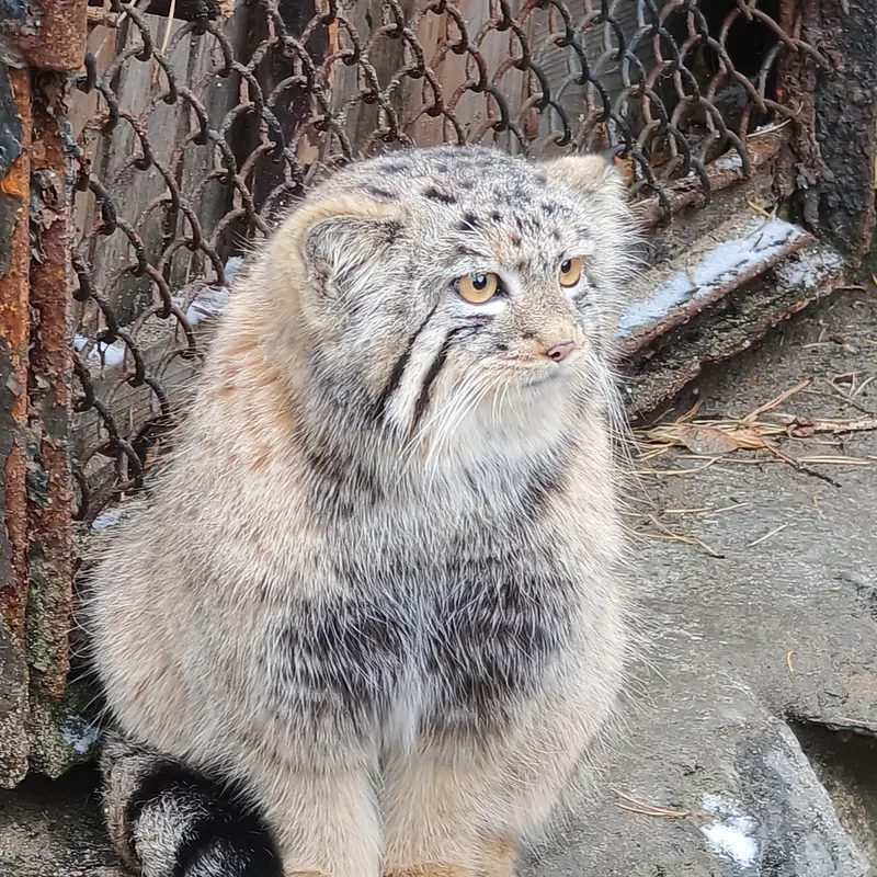 A photograph of a Pallas's cat in Novosibirsk Zoo