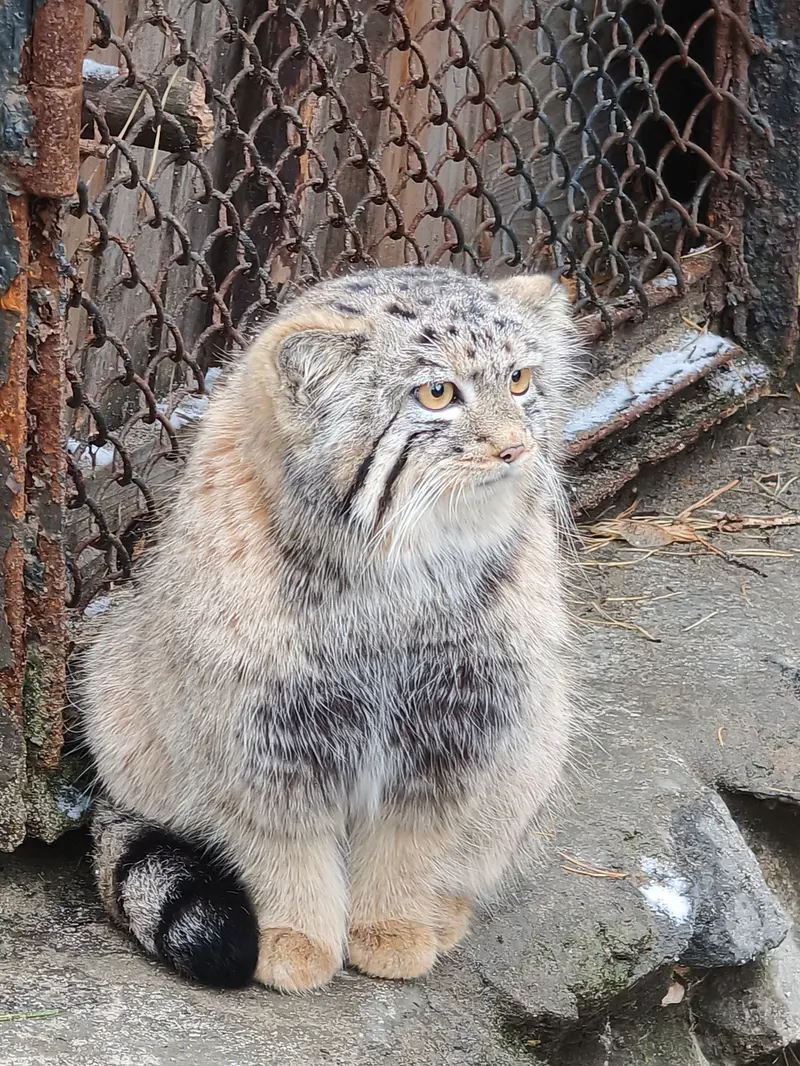 A photograph of a Pallas's cat in Novosibirsk Zoo