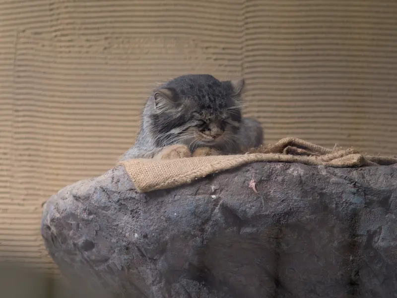 A photograph of Hide in Asahiyama Zoo