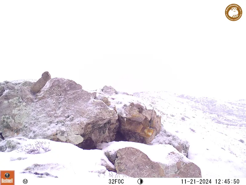 A photograph of Pika from Besshoky 1 camera trap