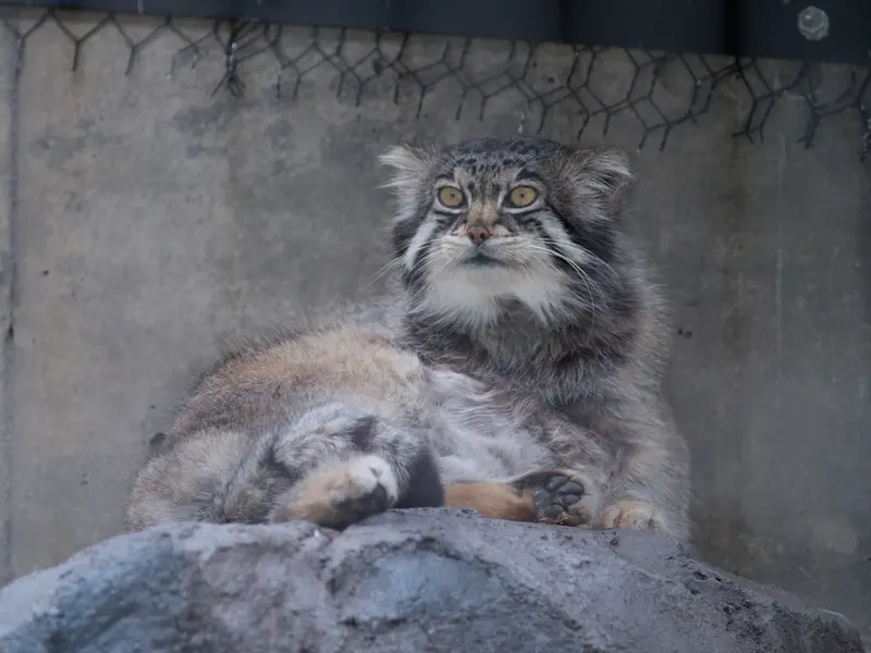 A photograph of Grusha in Asahiyama Zoo
