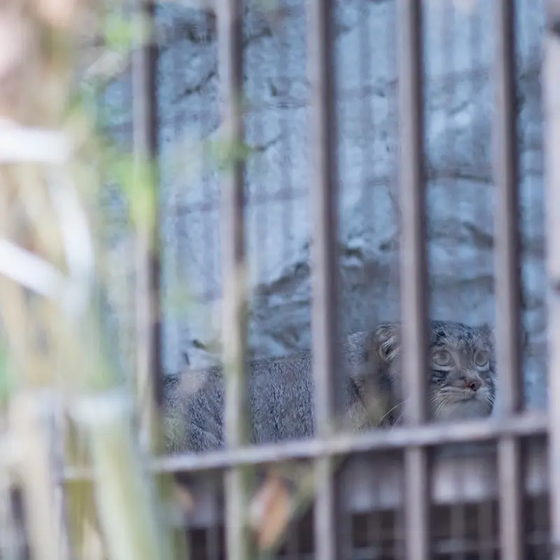 A photograph of Figa in Nogeyama Zoo