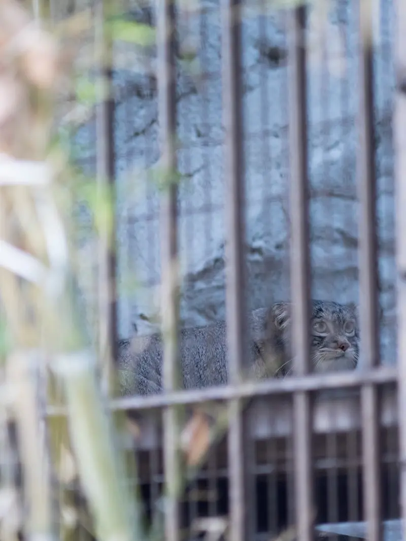 A photograph of Figa in Nogeyama Zoo