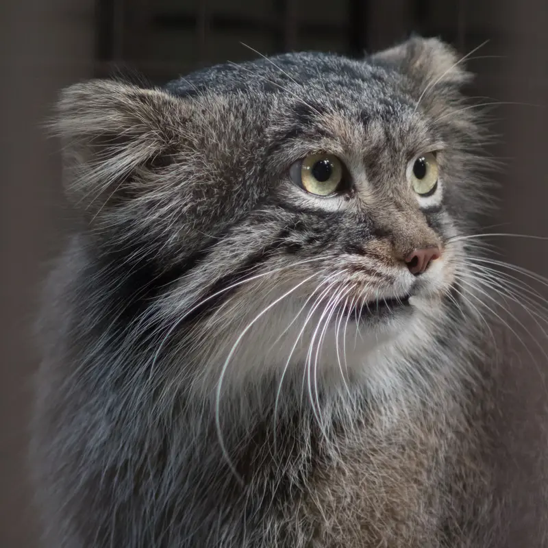 A photograph of Figa in Nogeyama Zoo