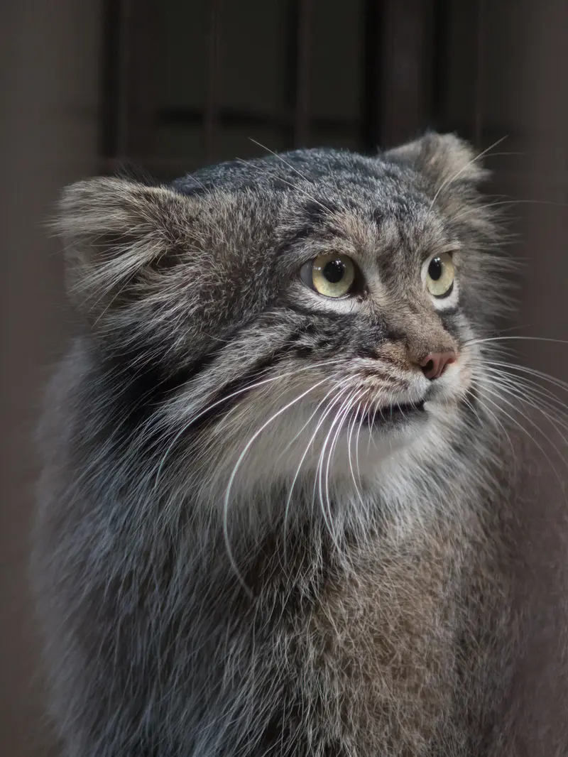 A photograph of Figa in Nogeyama Zoo