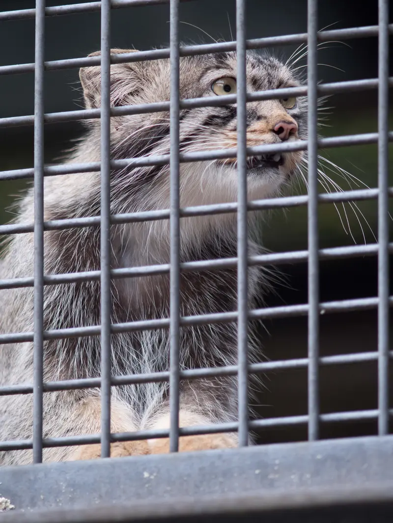A photograph of Hide in Asahiyama Zoo