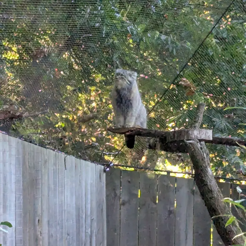 A photograph of Altai in Tregomeur Zoo