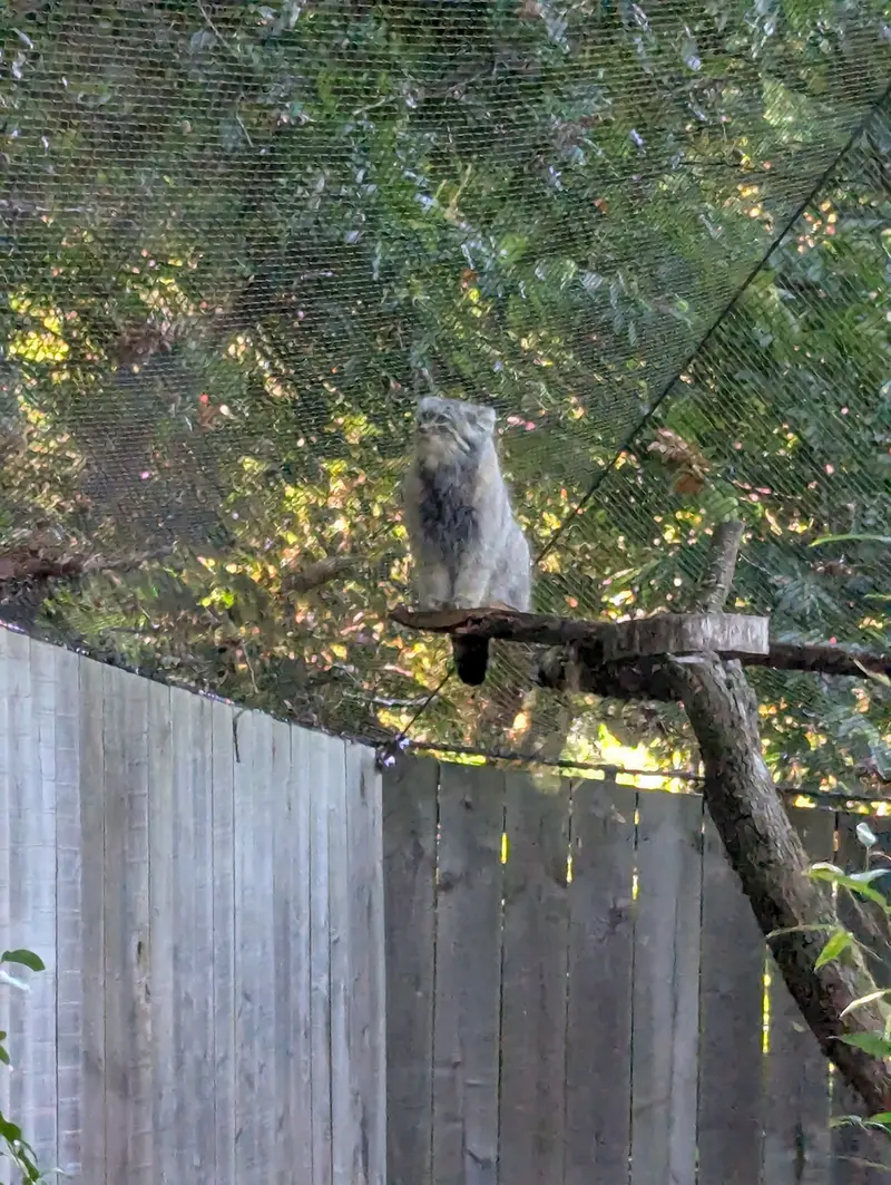 A photograph of Altai in Tregomeur Zoo