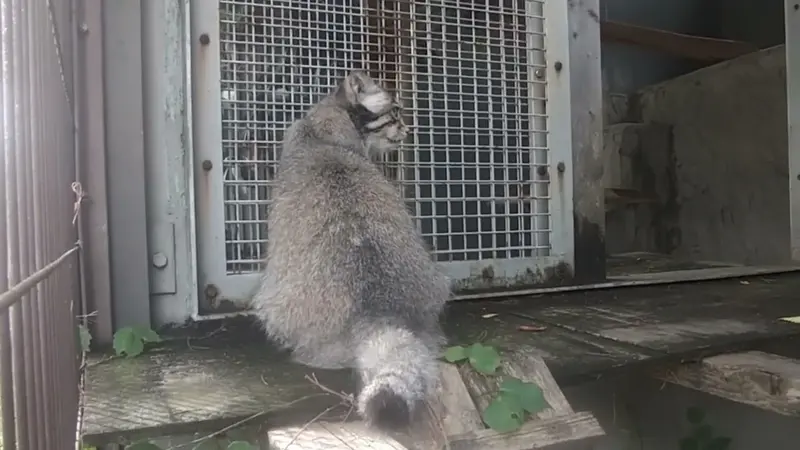 A video of Honey in Higashiyama Zoo and Botanical Gardens