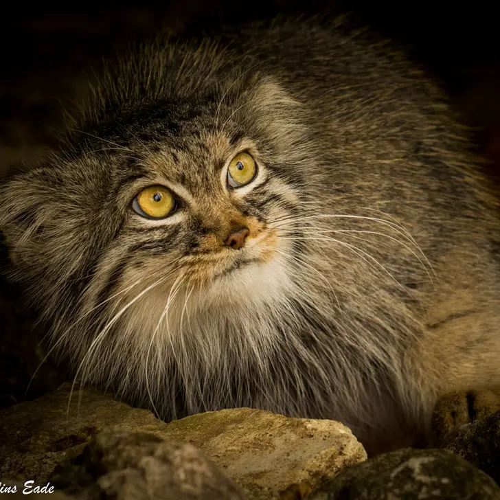 A photograph of Qara in The Big Cat Sanctuary