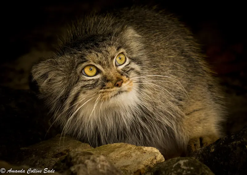 A photograph of Qara in The Big Cat Sanctuary