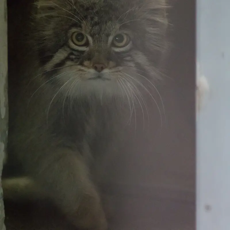 A photograph of Figa in Nogeyama Zoo