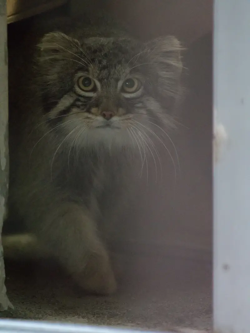 A photograph of Figa in Nogeyama Zoo