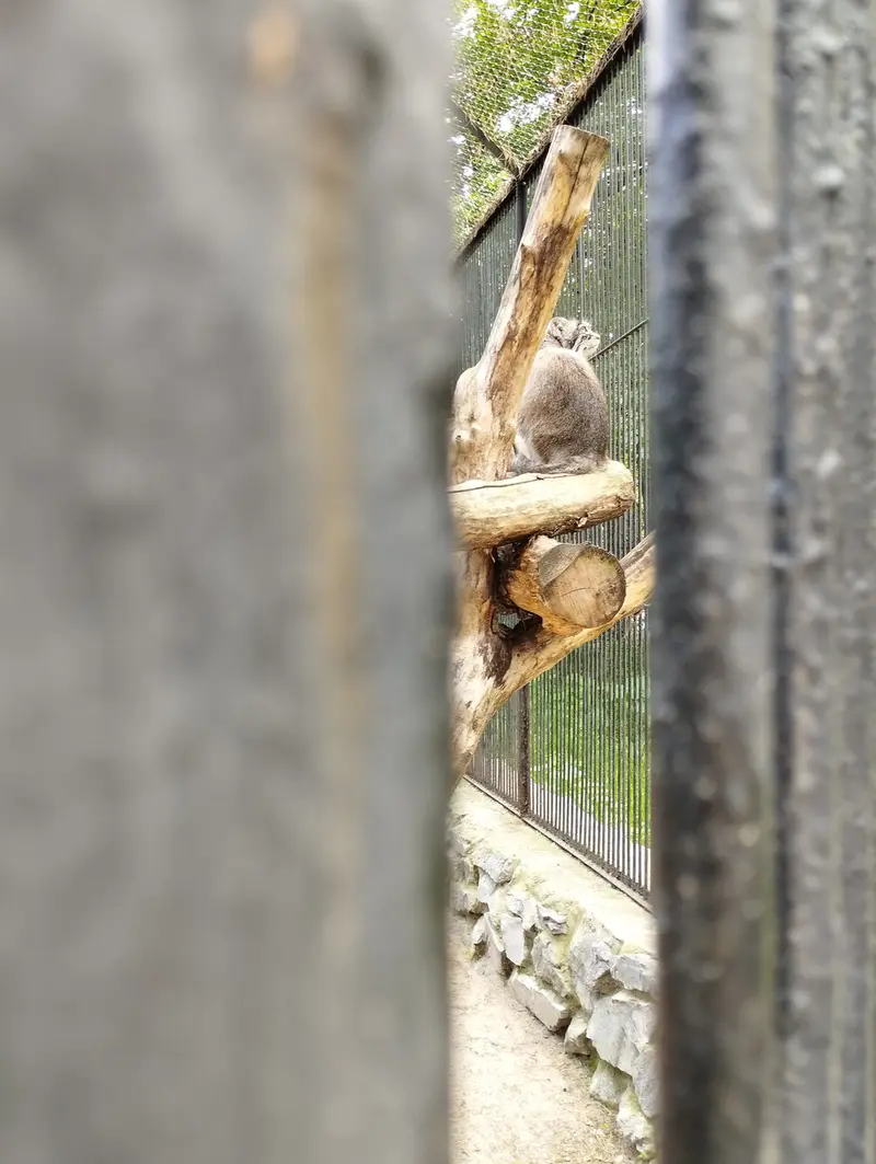 A photograph of a Pallas's cat in Novosibirsk Zoo
