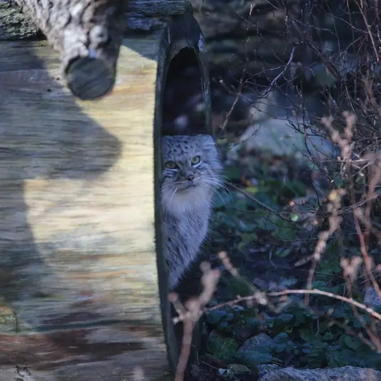 A photograph of Zarina in Wrocław Zoo